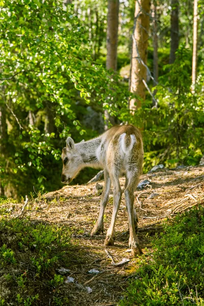 Uma bela paisagem florestal finlandesa — Fotografia de Stock