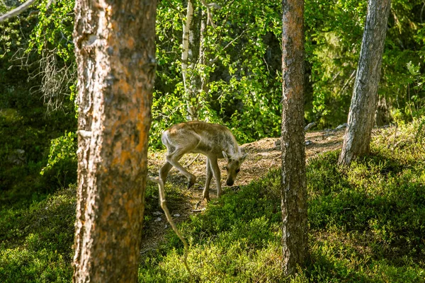Krásné finské lesní krajina — Stock fotografie