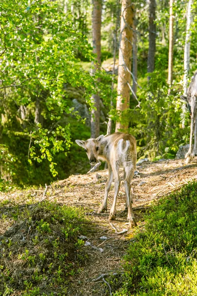 A beautiful Finnish forest landscape — Stock Photo, Image