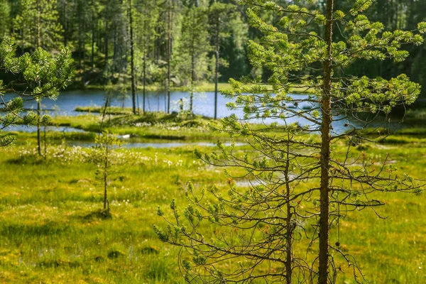 Un hermoso paisaje forestal finlandés —  Fotos de Stock