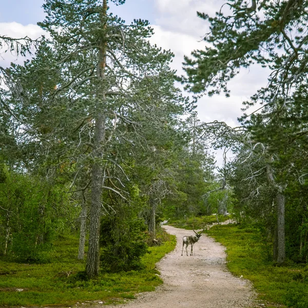 Un hermoso paisaje forestal finlandés — Foto de Stock