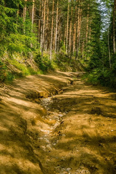 Bir güzel Fin orman manzara