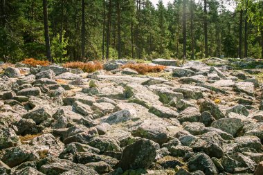 Finlandiya'da bir güzel kayalık orman manzara