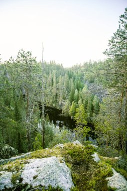 Finlandiya'da bir güzel kayalık orman manzara