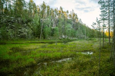 Finlandiya'da bir güzel kayalık orman manzara