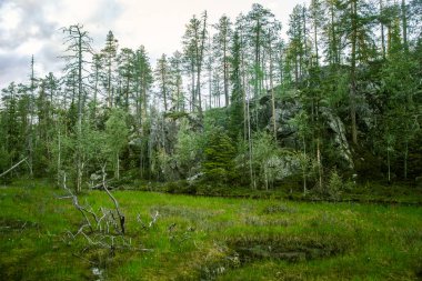 Finlandiya'da bir güzel kayalık orman manzara