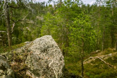 Finlandiya'da bir güzel kayalık orman manzara