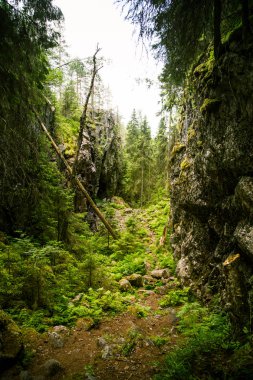 Finlandiya'da bir güzel kayalık orman manzara