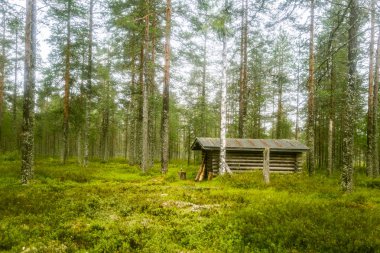 Fin ormanın ortasında güzel bir küçük ahşap yapı