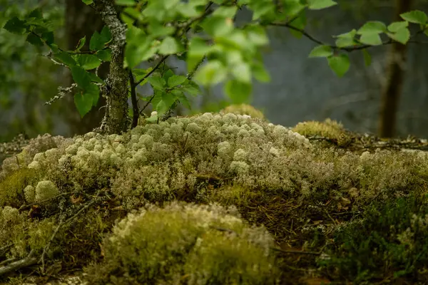 Finlandiya'da bir güzel kayalık orman manzara