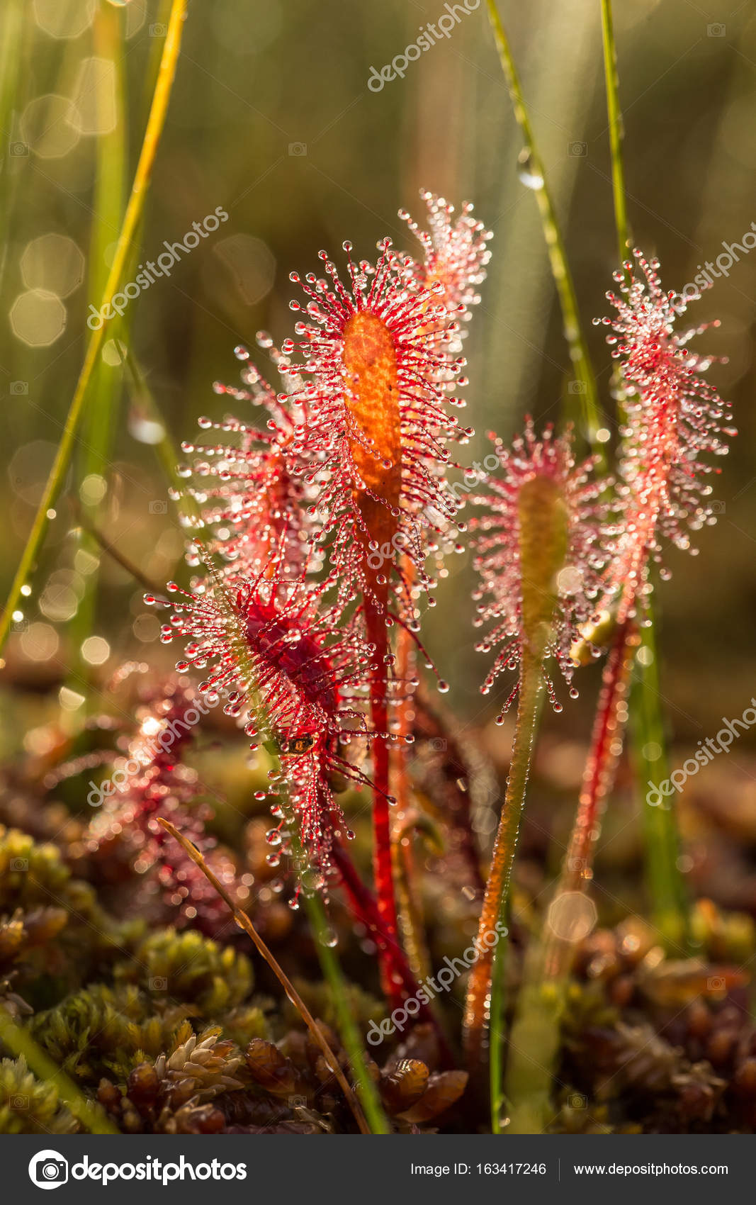 plante carnivore lumiere