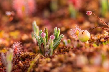 Bataklık çiğ içinde büyüyen bir güzel bataklık rosemary. Andromeda çiçek güzel bir closeup.
