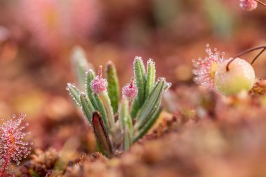 Bataklık çiğ içinde büyüyen bir güzel bataklık rosemary. Andromeda çiçek güzel bir closeup.