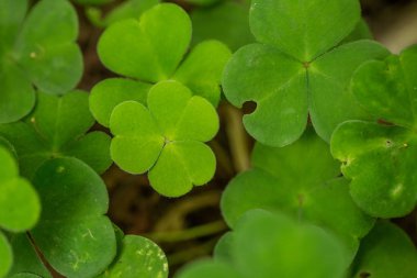 Bir bataklık bitki örtüsü, bitkiler bir güzel closeup. Bir yaz bataklık içinde makro fotoğraf.