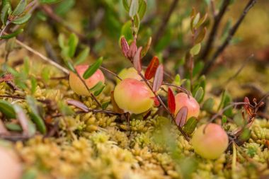 Olgunlaşma önce bataklık kızılcık güzel bir closeup. Makro fotoğraf bir Berry.