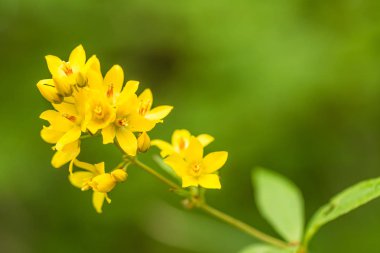 Bir bataklık çiçek güzel bir portre. Marsh yeşillik makro fotoğraf.