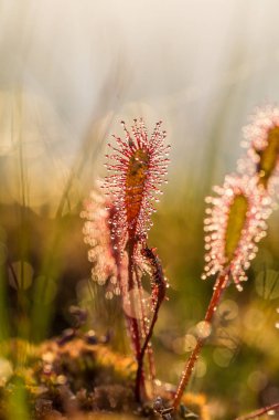 Büyük bir sundew güzel bir closeup sabah ışığında bırakır. Etçil bitki bataklık. Canlı makro fotoğraf.
