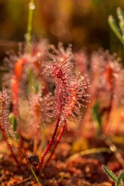 Büyük bir sundew güzel bir closeup sabah ışığında bırakır. Etçil bitki bataklık. Canlı makro fotoğraf.
