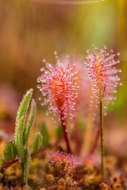 Büyük bir sundew güzel bir closeup sabah ışığında bırakır. Etçil bitki bataklık. Canlı makro fotoğraf.