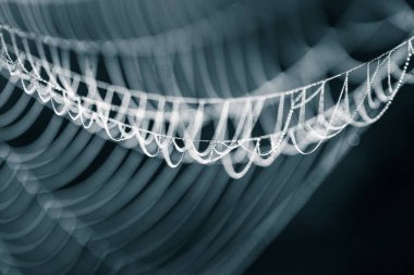 Güzel bir closeup bataklık bir örümcek ağı. Web Su damlacıkları sabah ışık ile. Güzel marsh sahne. Soyut tek renkli göz.