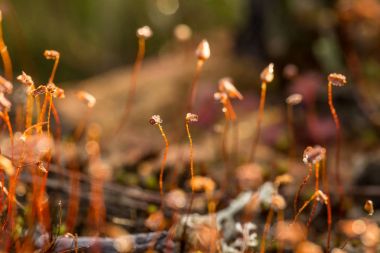 Güzel bir closeup marsh Moss. Yaz aylarında bir bataklık bitki örtüsü makro fotoğraf.