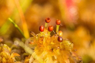 Güzel bir closeup marsh Moss. Yaz aylarında bir bataklık bitki örtüsü makro fotoğraf.