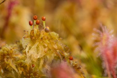 Güzel bir closeup marsh Moss. Yaz aylarında bir bataklık bitki örtüsü makro fotoğraf.