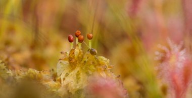 Güzel bir closeup marsh Moss. Yaz aylarında bir bataklık bitki örtüsü makro fotoğraf.
