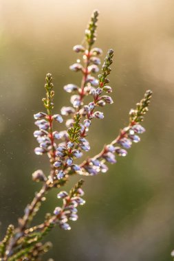 Sabah ışığında bir bataklık büyüyen bir güzel pembe heathers. Bir bataklık çiçek güzel bir portre.