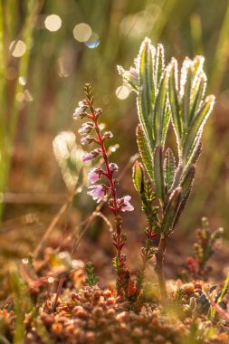 Sabah ışığında bir bataklık büyüyen bir güzel pembe heathers. Bir bataklık çiçek güzel bir portre.