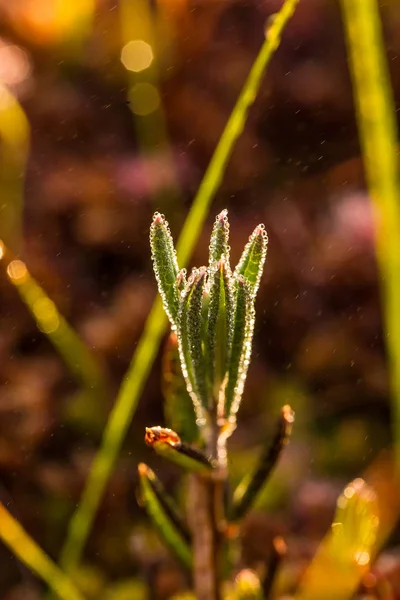 Un hermoso romero de pantano creciendo en el pantano en rocío matutino. Un hermoso primer plano de una flor de Andrómeda . — Foto de Stock