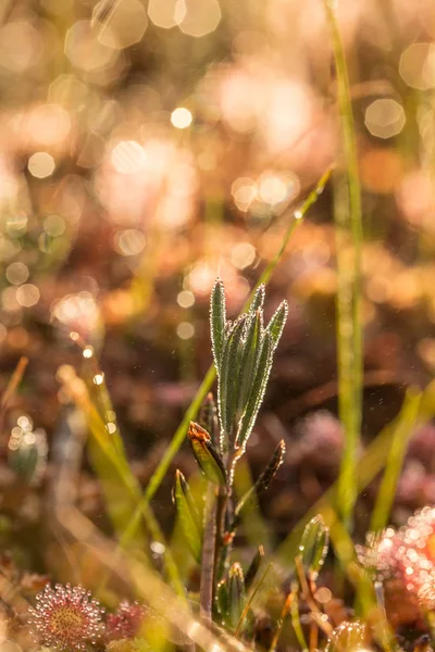 A beautiful bog rosemary growing in the marsh in morning dew. A beautiful closeup of a andromeda flower. — Stock Photo, Image