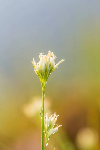 Sebuah sedge bunga putih yang indah tumbuh di rawa. Foto makro dari dedaunan rawa . — Stok Foto