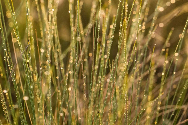 Een mooie witte bloemrijke zegge groeit in het moeras. Macro foto van een moeras gebladerte. — Stockfoto