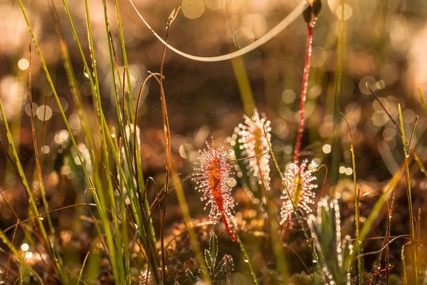 Um belo closeup de um grande sundew deixa em uma luz da manhã. Planta carnívora em pântano. Uma foto macro vibrante . — Fotografia de Stock