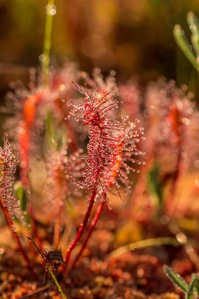 Eine schöne Nahaufnahme von einem großen Sonnentau Blätter in einem Morgenlicht. Fleischfressende Pflanze im Sumpf. ein lebhaftes Makrofoto. — Stockfoto