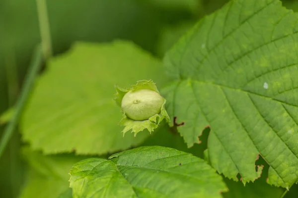 Beautiful closeup of a green hazel nuts in the tree. Delicious nuts in summer. — Stock Photo, Image