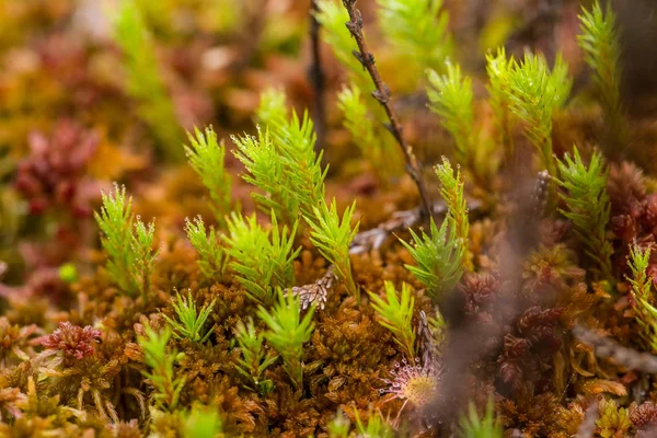 A beautiful closeup of a marsh moss. Macro photo of a swamp foliage in summer. — Stock Photo, Image