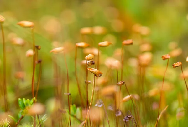 Un hermoso primer plano de un musgo pantano. Macro foto de un follaje pantanoso en verano . — Foto de Stock