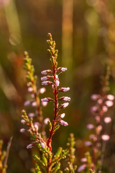 Un hermoso brezo rosado creciendo en un pantano a la luz de la mañana. Un hermoso primer plano de un pantano flores . — Foto de Stock