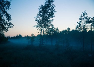 Bir rüya gibi bataklık manzara güneş doğmadan önce. Renkli, puslu bir görünüm. Şafak Marsh sahne. Güzel, sanatsal tarzı fotoğraf.
