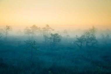 Bir rüya gibi bataklık manzara güneş doğmadan önce. Renkli, puslu bir görünüm. Şafak Marsh sahne. Güzel, sanatsal tarzı fotoğraf.