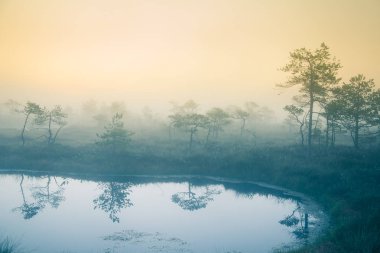 Bir rüya gibi bataklık manzara güneş doğmadan önce. Renkli, puslu bir görünüm. Bir göl ile Marsh sahne. Güzel sanatsal stili fotoğraf.