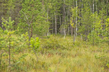 Gün ışığına göle yakın bir güzel bataklık manzara. Kuzey Avrupa'da Marsh sahne. Çim marsh.