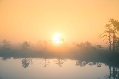 Güzel, renkli gündoğumu manzara bir bataklık. Sabah rüya gibi sisli bataklık sahne. Renkli, sanatsal bir görünüm.