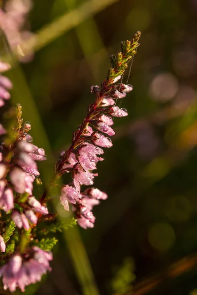 Un hermoso brezo rosado creciendo en un pantano a la luz de la mañana. Un hermoso primer plano de un pantano flores . — Foto de Stock