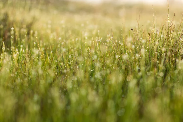 Un champ de belle herbe à carex verte dans la lumière du matin. Paysage marécageux du nord de l'Europe. Beau paysage marécageux . — Photo