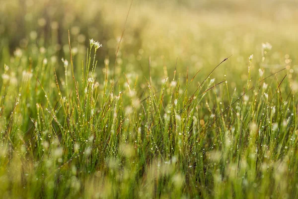 Un campo de hierba de juncia verde hermosa en la luz de la mañana. Paisaje pantanoso en el norte de Europa. Hermoso paisaje pantano . — Foto de Stock