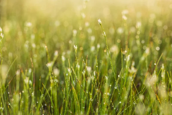 Pole krásné zelené ostřice trávy v ranním světle. Marsh krajina v severní Evropě. Krásný bažinatém terénu. — Stock fotografie