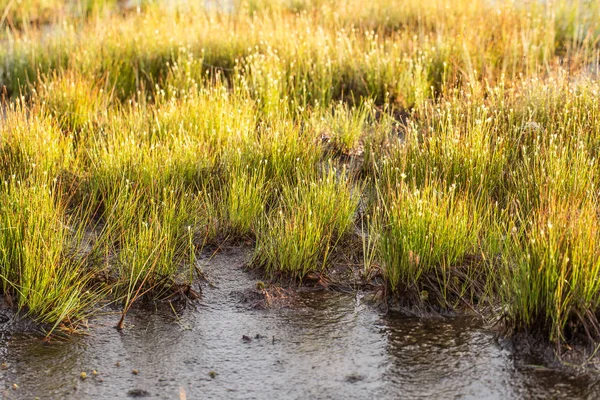 Un campo de hierba de juncia verde hermosa en la luz de la mañana. Paisaje pantanoso en el norte de Europa. Hermoso paisaje pantano . — Foto de Stock